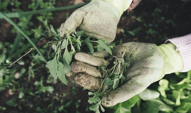 AI can now be used in weed control