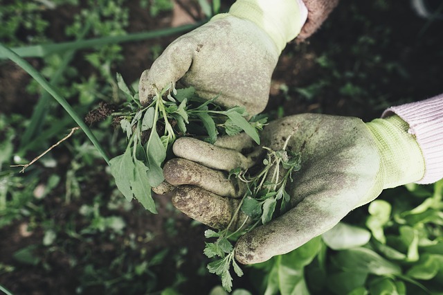 AI can now be used in weed control