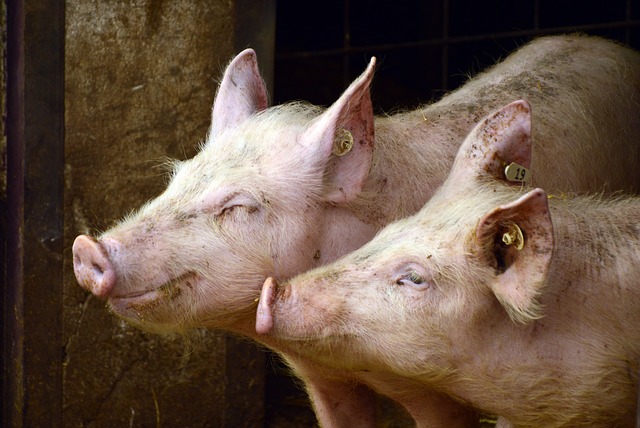 Elon Musk shows off Neuralink’s brain-computer interface using pigs