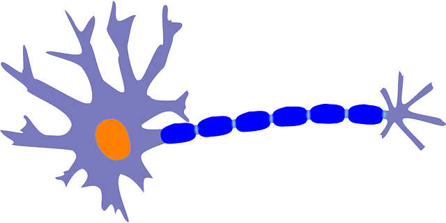 Study finds a single neuron is a complex system